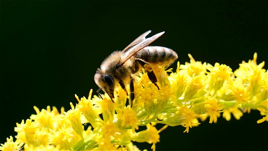 Apis mellifera (Honigbiene) auf Kanadischer Goldrute (Solidago canadensis L.)