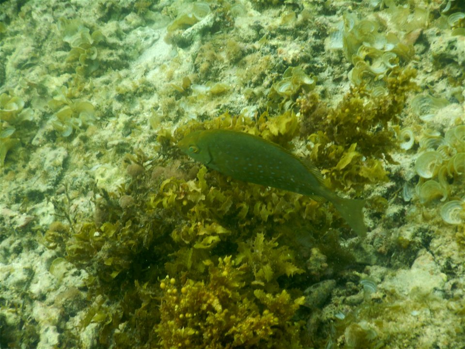 Leptoscarus vaigiensis 1