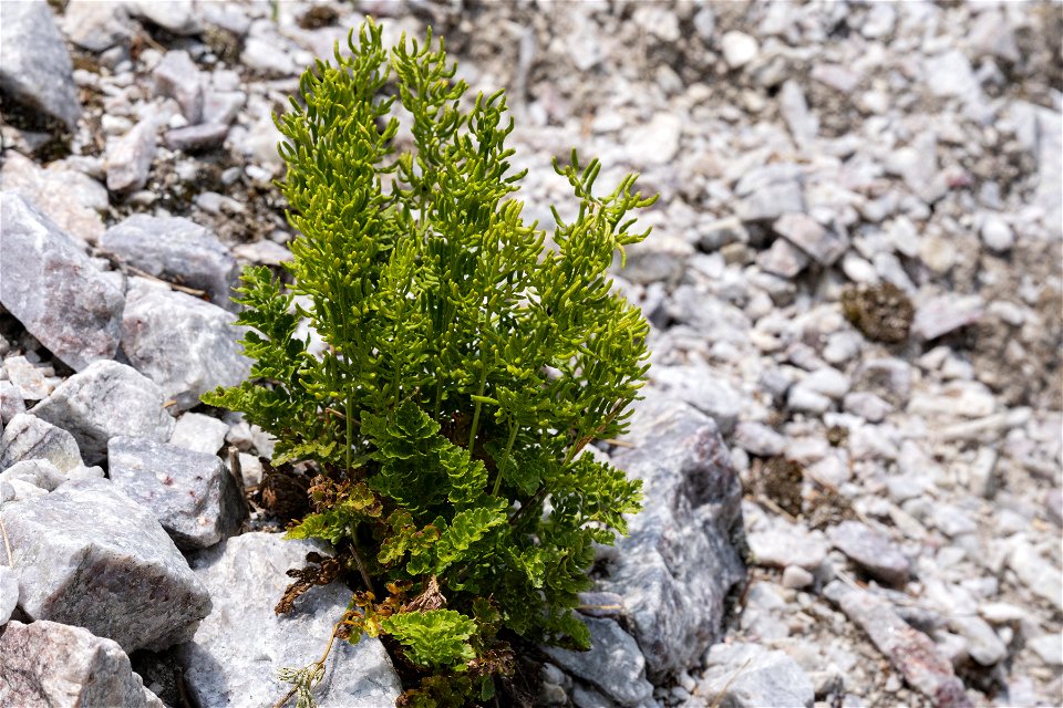 Cryptogramma acrostichoides