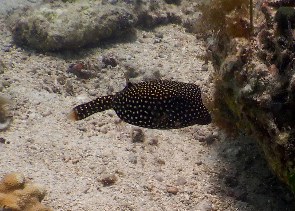 Ostracion meleagris 1