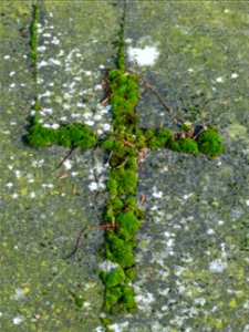 Het groene kruis