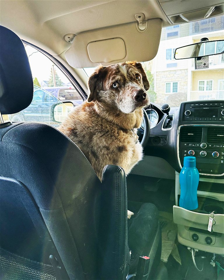 Playing the Dad Driver
