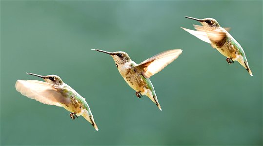 Hummingbird Flight Sequence