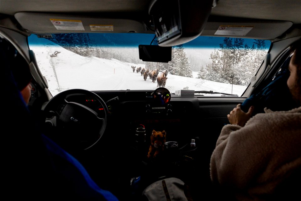 Waiting for bison to pass the snowcoach