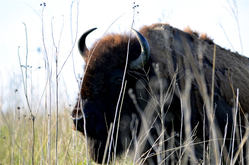 Bison at Neal Smith National Wildlife Refuge