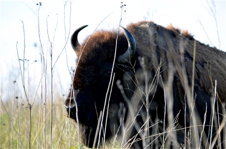Bison at Neal Smith National Wildlife Refuge photo