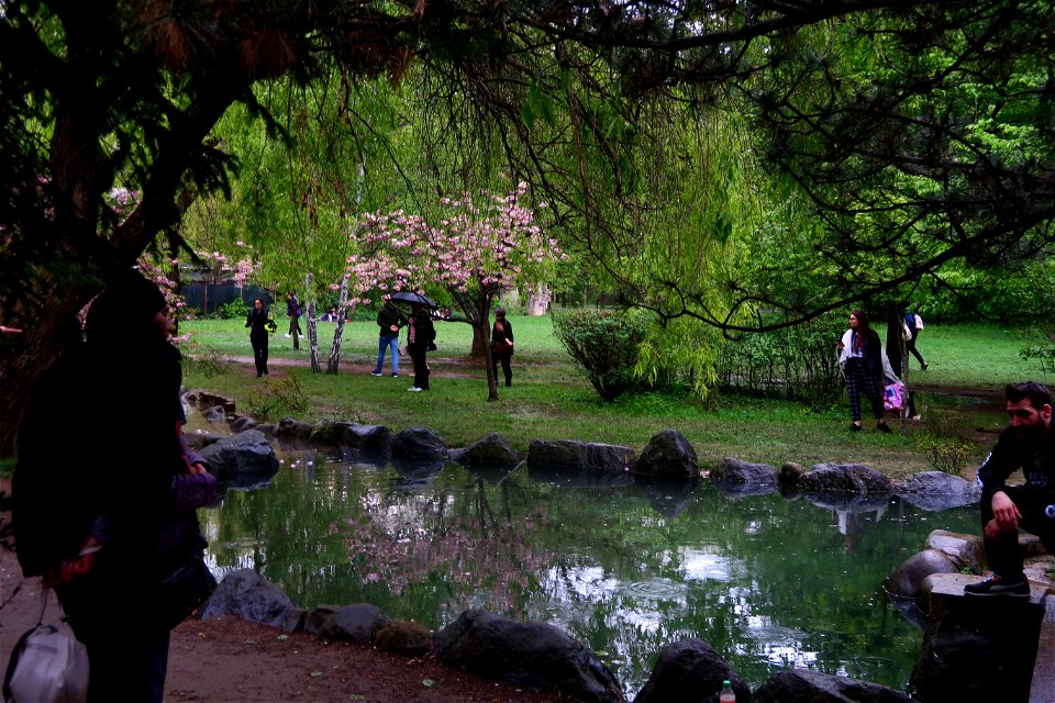 japanes_garden_rain_Herastrau (95)