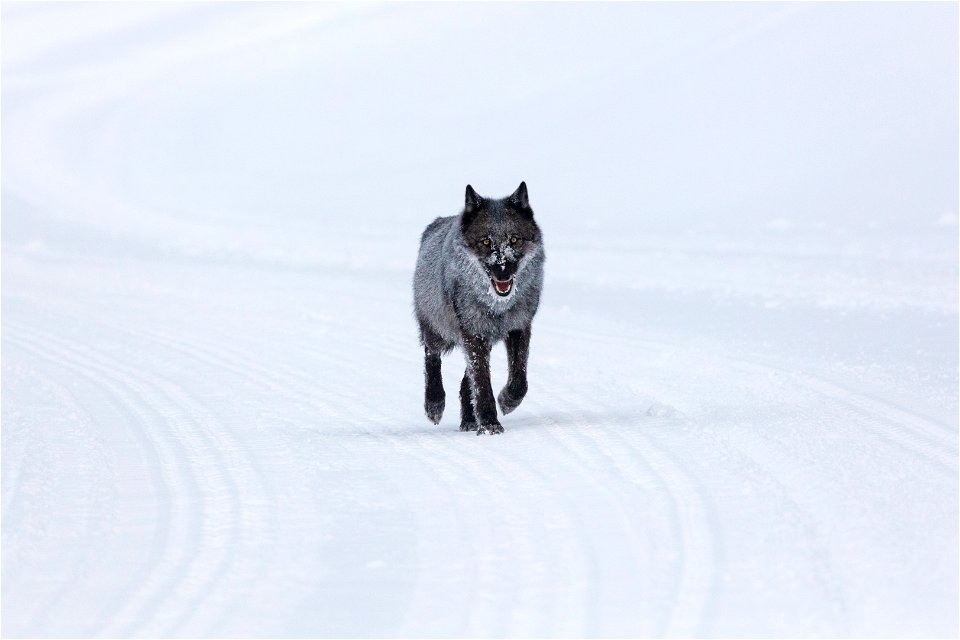 A single female wolf traveling on the winter groomed road
