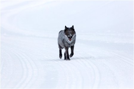 A single female wolf traveling on the winter groomed road photo