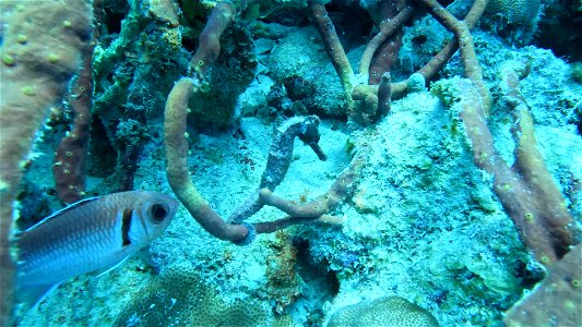 Seahorse at the pier in the rope sponge Bonaire