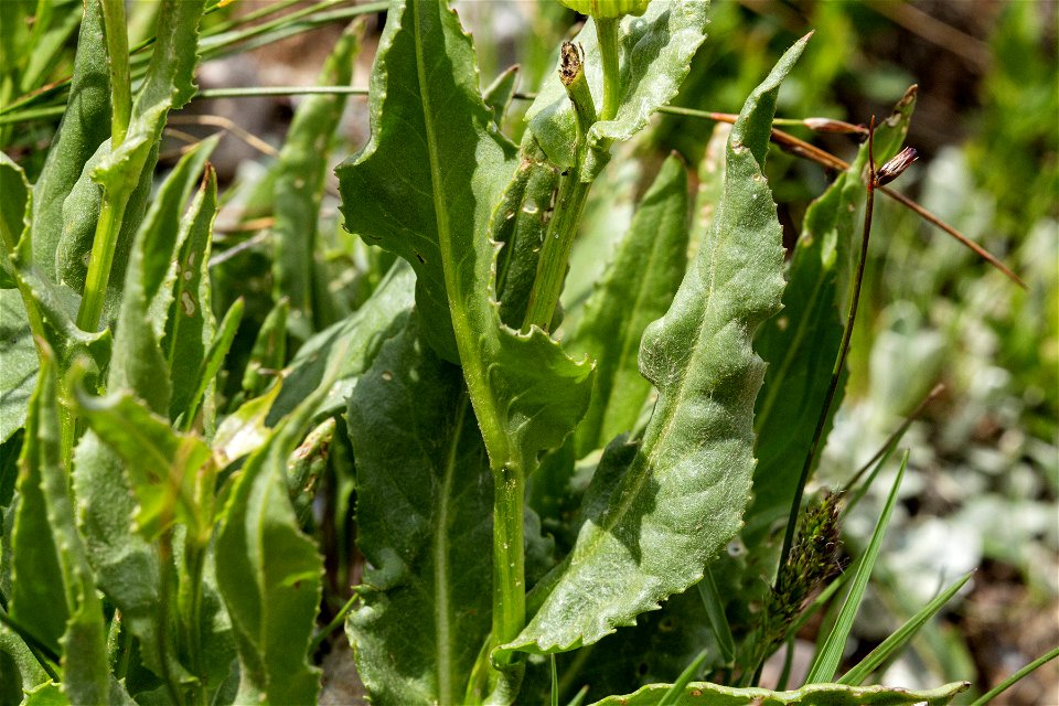 Senecio crassulus