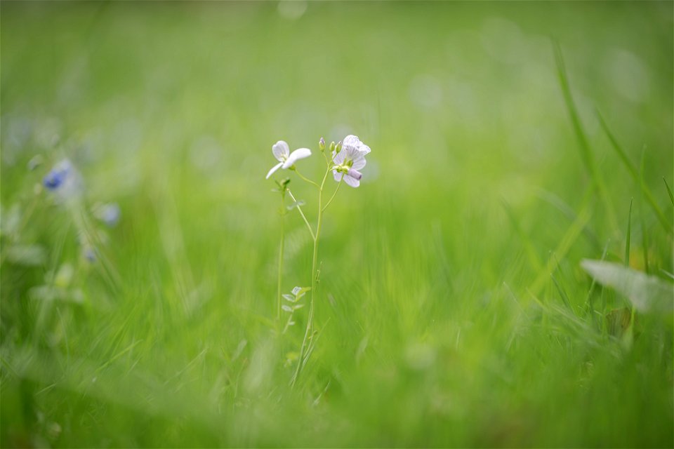 Wiesen-Schaumkraut photo