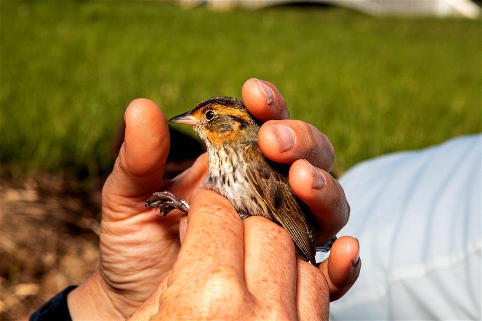 A saltmarsh sparrow