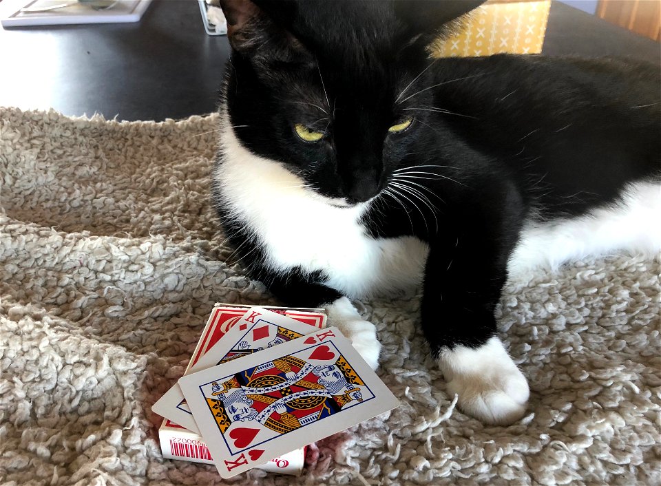 2022/365/221 Poker With Charlie
