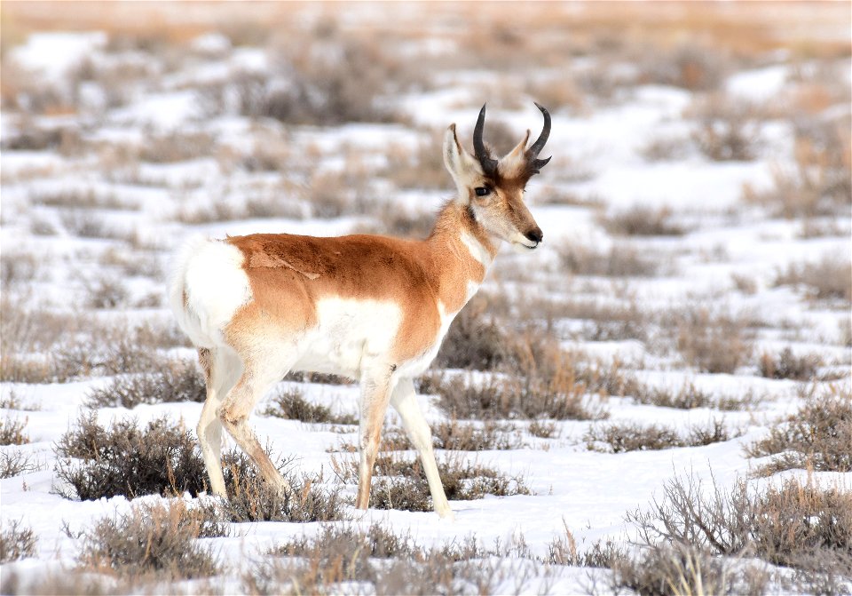 Pronghorn on Seedskadee National Wildlife Refuge