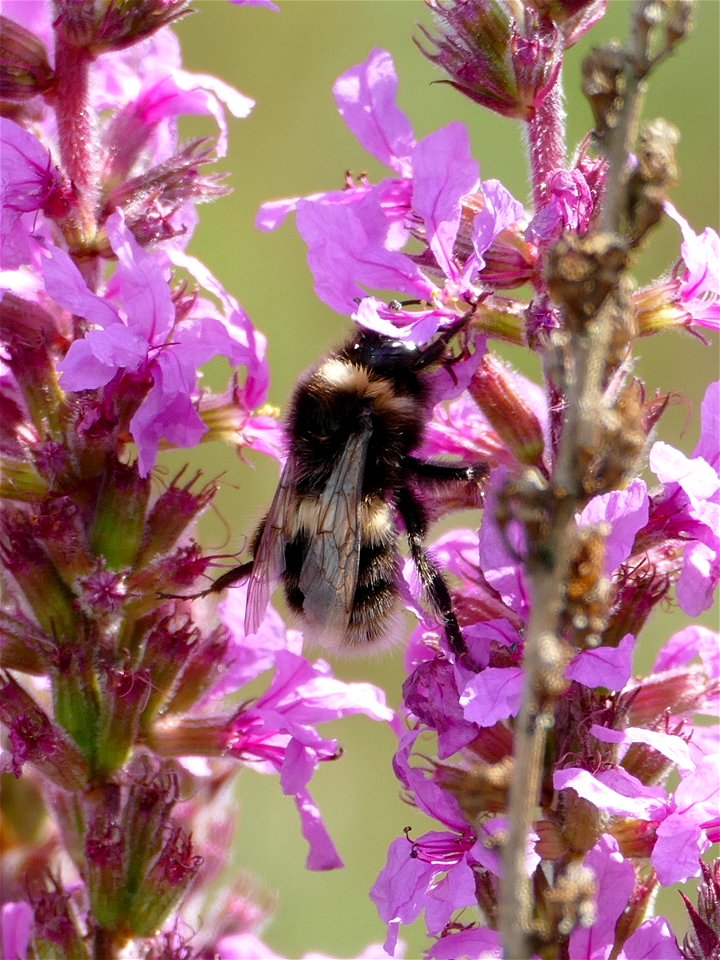 Bumblebee photo