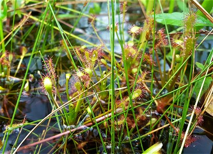 LakeMattamuskeet area plants ncwetlands SK (2)