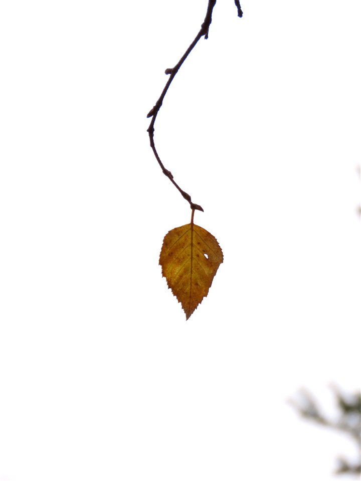 20211026-FS-Superior-SAR-005