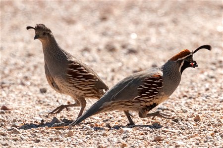 Gambel's quail (Callipepla gambelii)