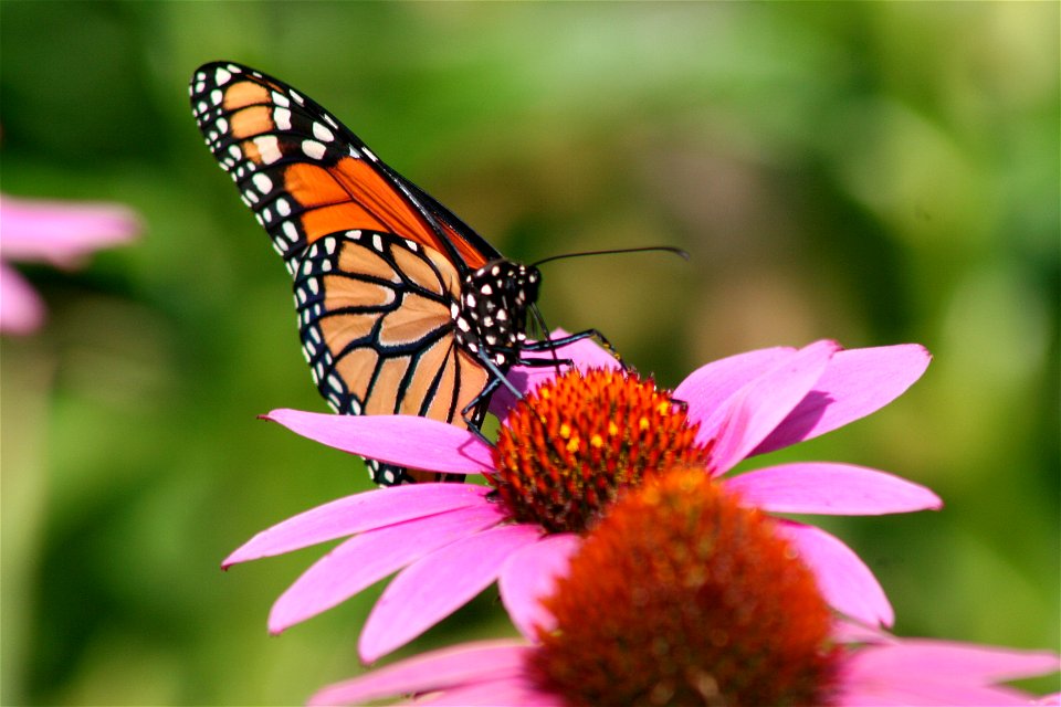 Monarch butterfly