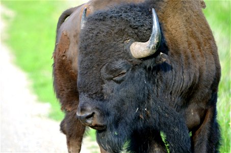 Bison like to relax just about anywhere