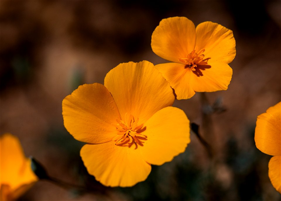 Poppies