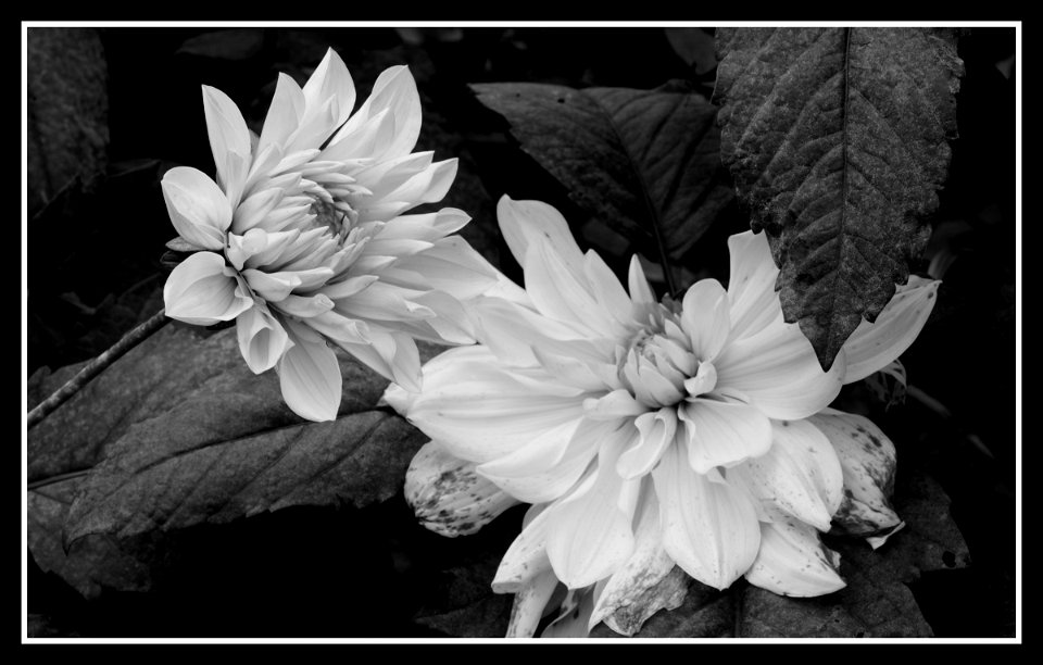 Monochrome gardening photo