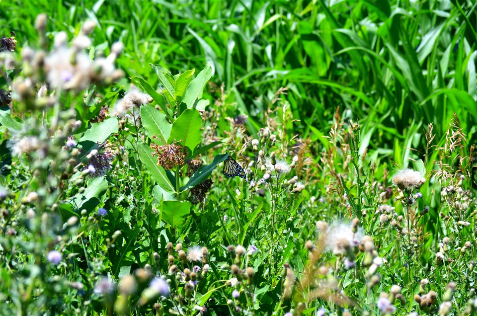 Monarch on common milkweed next to a corn field