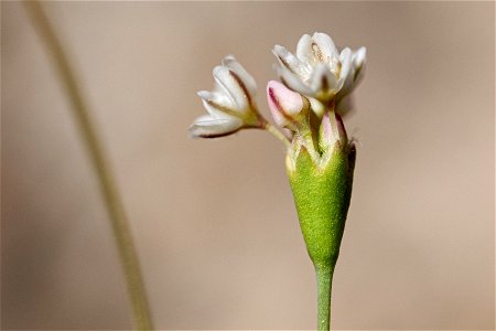 Eriogonum tenellum
