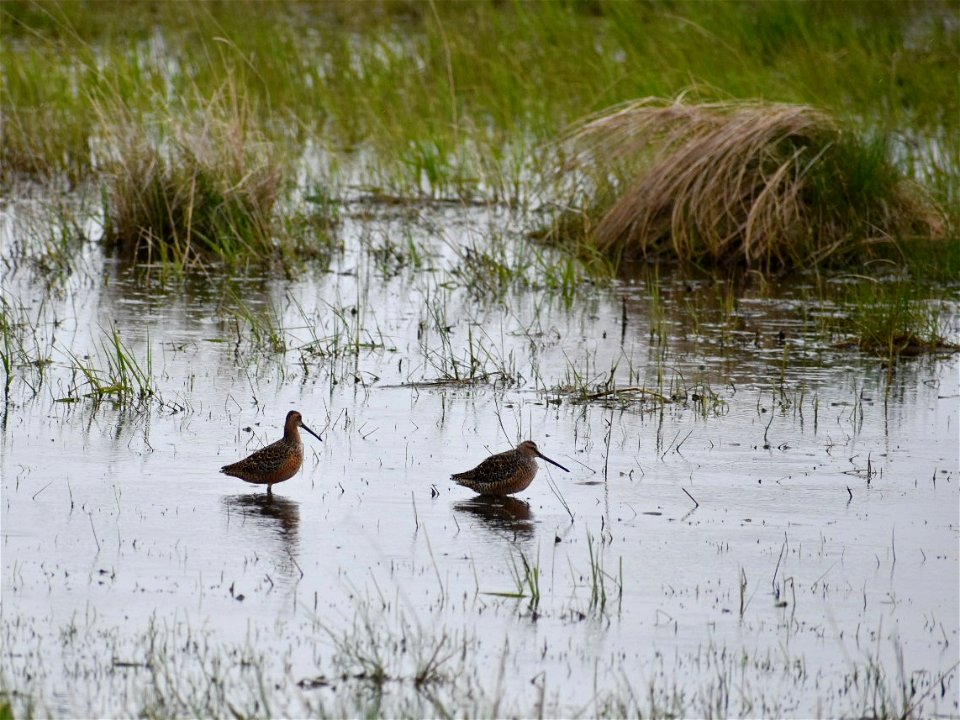 Dowitcher in Prairie Pond Lake Andes Wetland Management District South Dakota. photo