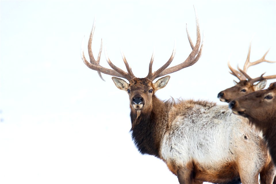 Elk on the National Elk Refuge