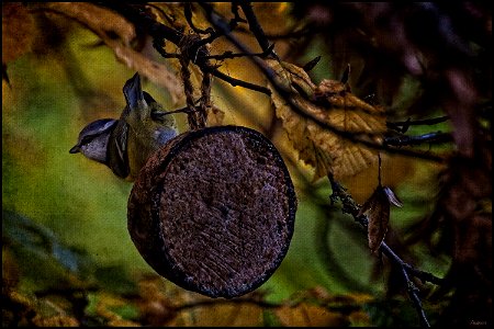 Blue Tit photo