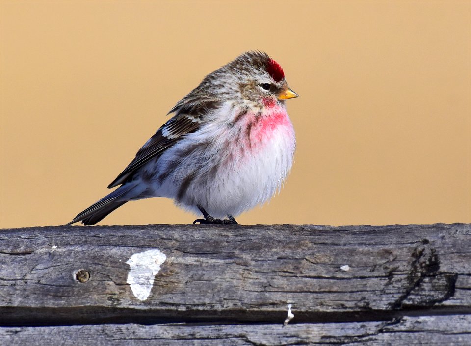 Common redpoll at Seedskadee National Wildlife Refuge