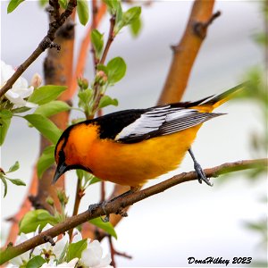 Bullocks Oriole photo