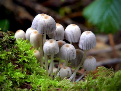 Coprinellus, Fairy Inkcap mushroom photo