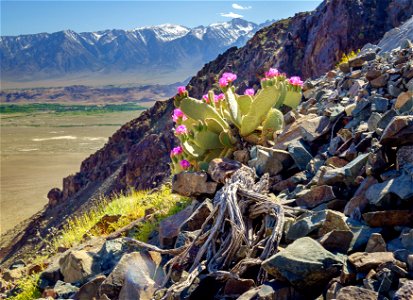 Winner: Beavertail cactus photo