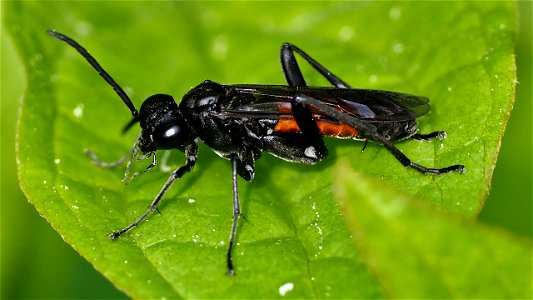 Macrophya annulata (Blattwespenart, Fam. Tenthredinidae)