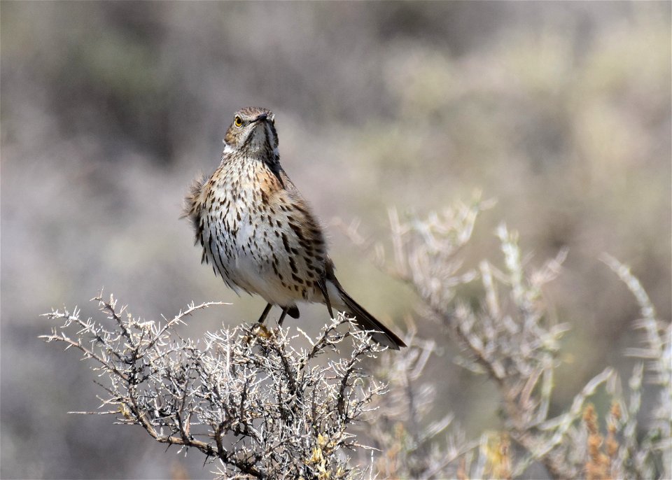 Sage thrasher at Seedskadee National Wildlife Refuge