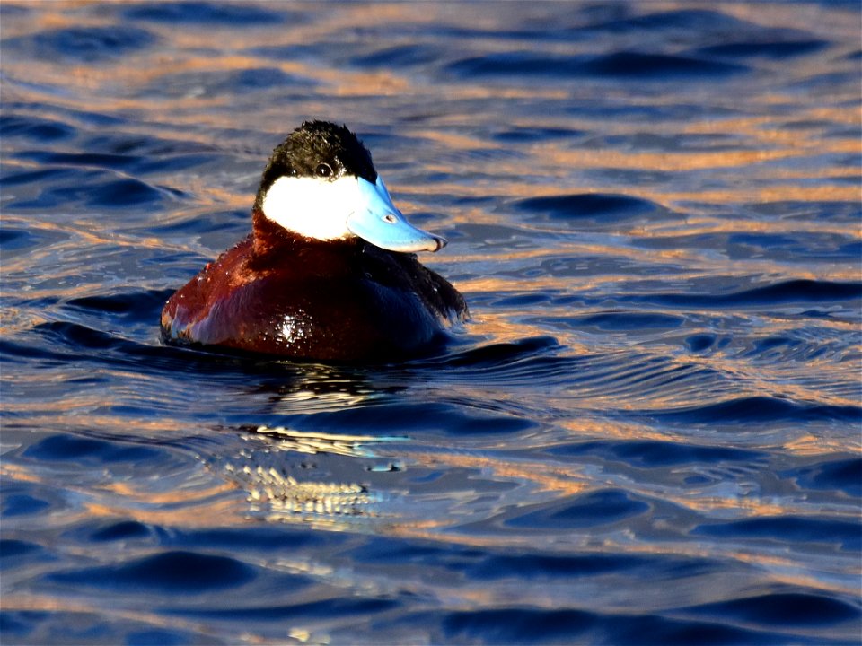 Ruddy duck at Seedskadee National Wildlife Refuge