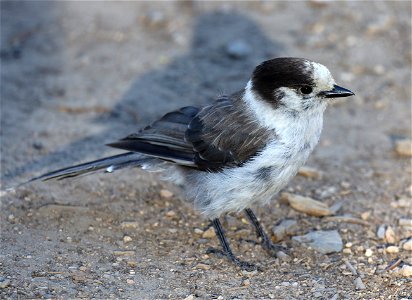634 - CANADA JAY (07-24-2022) n of crater lake, klamath co, or -11
