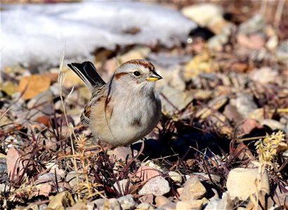 American tree sparrow at Seedskadee National Wildlife Refuge