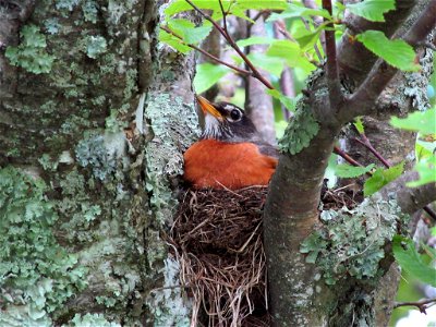 Robin in Nest photo
