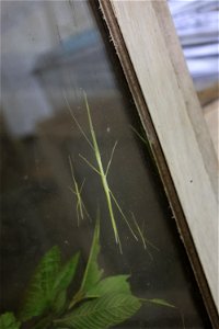 2023/6/4 Niceday森林祭親子生態觀察