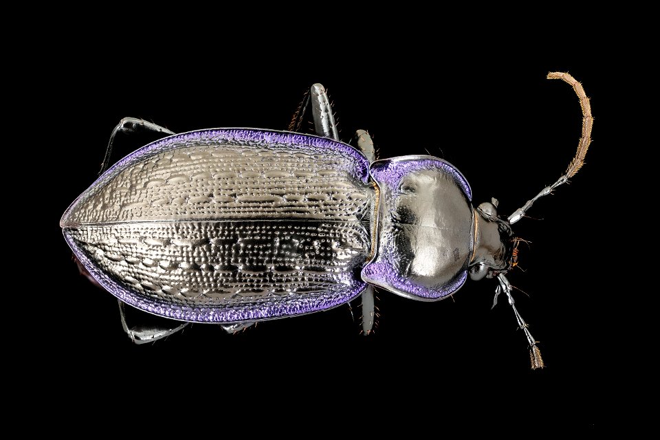 Carabus serratus, back, penn state, stout_PMax UDR 01 copy