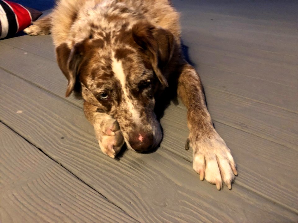Hard Work Being a Dog