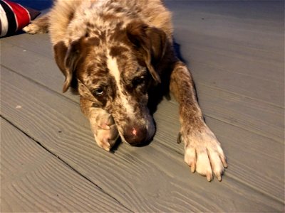Hard Work Being a Dog