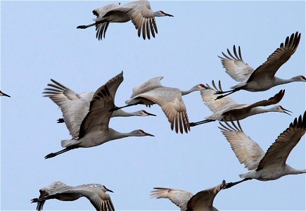 Sandhill Cranes Huron Wetland Management District South Dakota