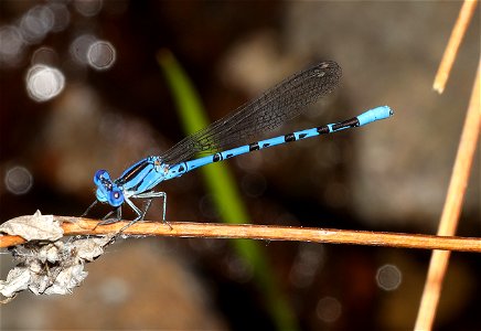 DANCER, VIVID (Argia vivida) (06-25-2022) jeffrey pine loop trail, eight dollar mountain road, josephine co, or -01