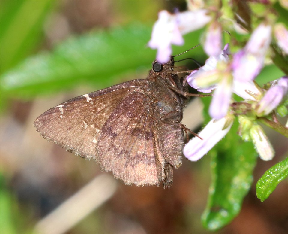CLOUDYWING, NORTHERN (Thorybues pylades) (6-28-2021) 3800 ft, mile 7.4 clearing on jawbone rd, smith river nat rec area, del norte co, ca -02