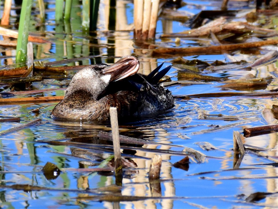 Ruddy duck at Seedskadee National Wildlife Refuge